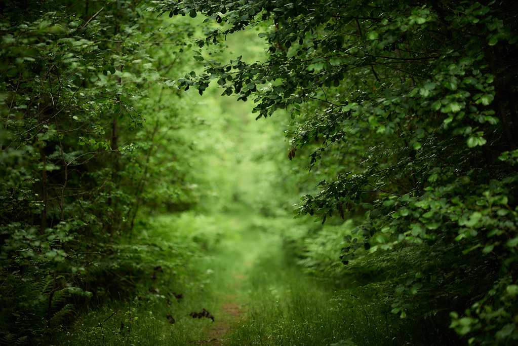 A narrow dirt path winding through a dense green forest with soft light ahead